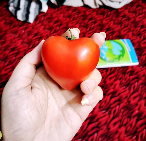 Found a heart shaped tomato casually sitting in my pantry