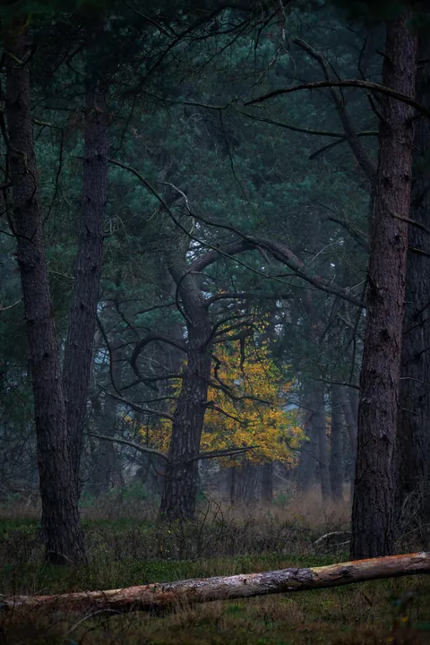Autumn in the Dutch woodlands [1666x2500][OC]