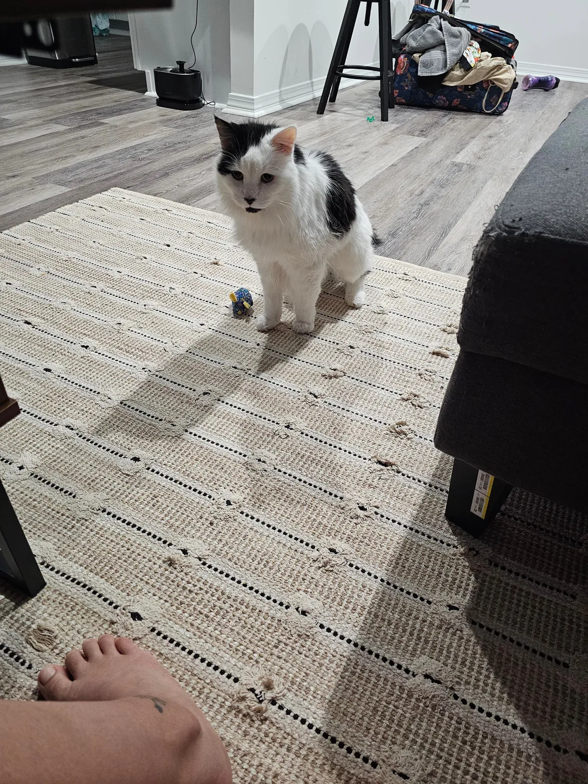 Tomorrow will be Bowies last day. Wish him happy birthday