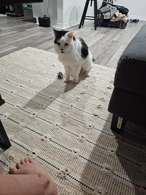 Tomorrow will be Bowies last day. Wish him happy birthday