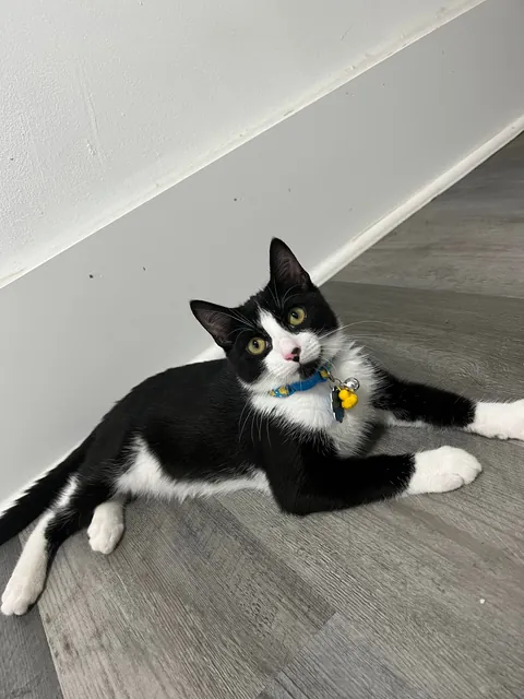 Pluto: 1 month to 1 year