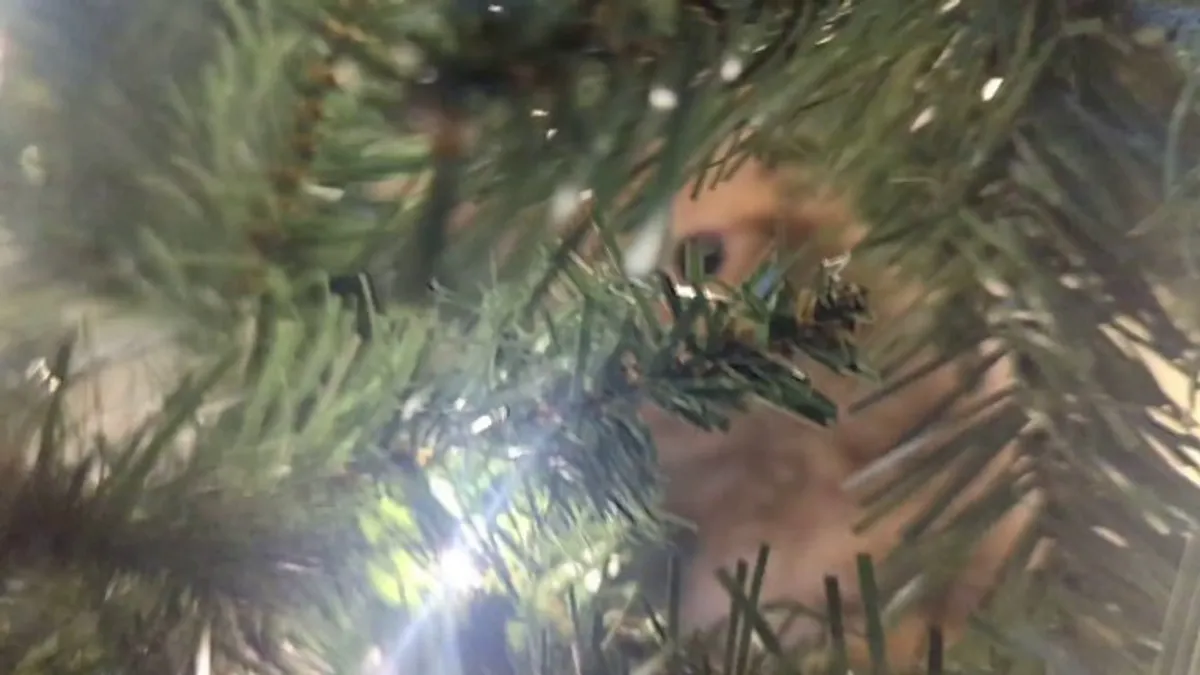 Bagel is unphased by water squirts and bitter spray on the branches. Any other ideas?