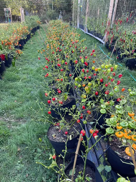 Deer got in my garden and ate all the leaves on 450 pepper plants, but left all of the peppers.