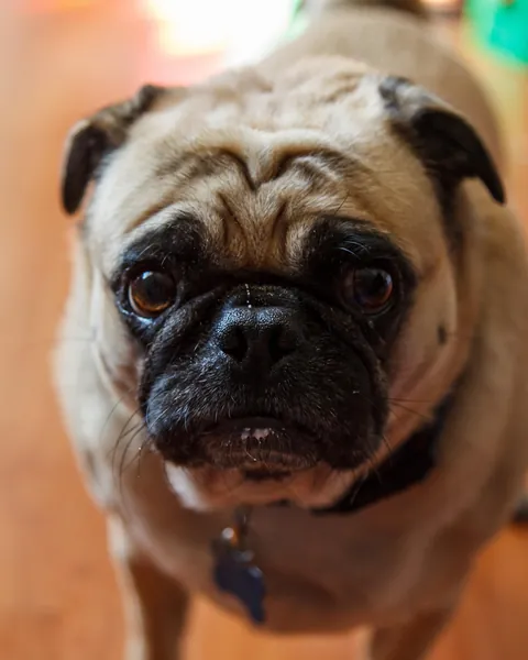 The face of a man who experienced a pup cup and thirsts for more.