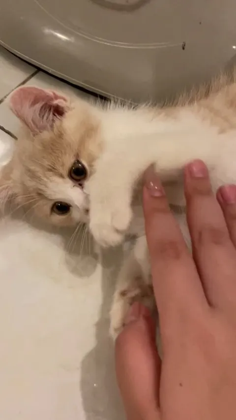 Why does my 2 months old cat randomly bites me?