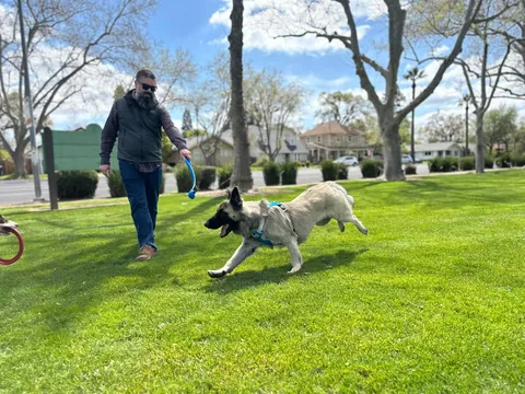 As requested heres a slew of photos of my found stray Kai Guy 😜(not sure breed mix?)