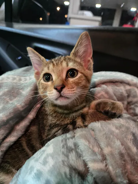 Meet Dash, my first pet ever 😺