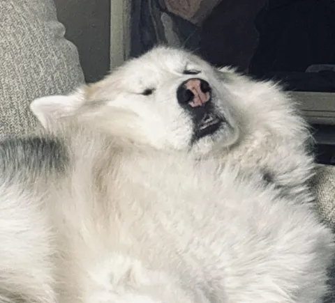 Mythical majestically melting magical malamute.