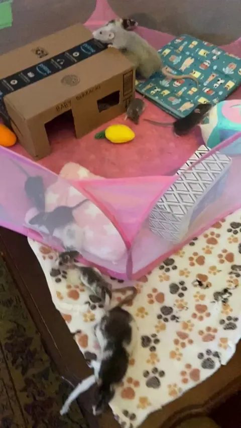 Breakfast of champions