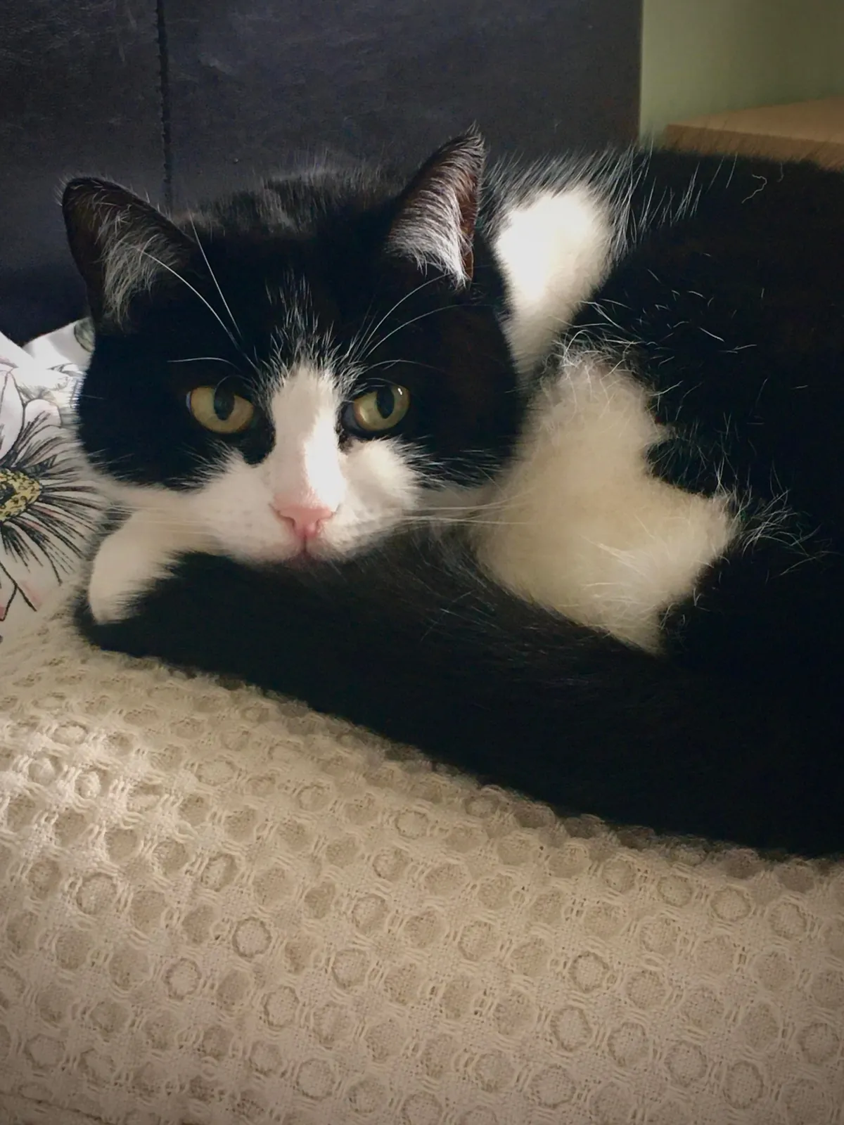 My beautiful Daisy 🌼 passed this morning. These are my favourite photos of her