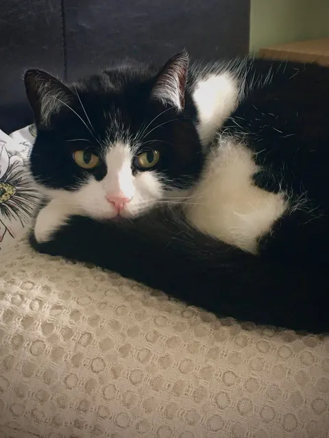 My beautiful Daisy 🌼 passed this morning. These are my favourite photos of her