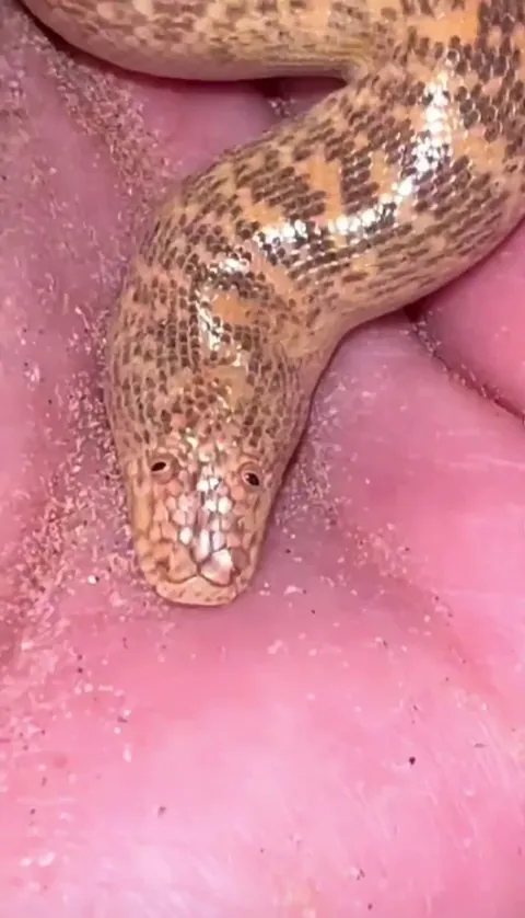 🔥meet the Arabian Sand Boa, its eyes on top of its head lend to its unique appearance