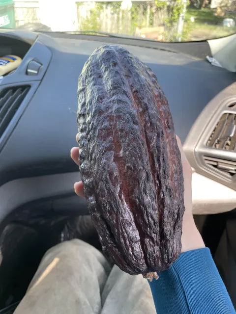 Southern Oregon, spotted a CACAO POD at the local produce market!! Which kind is it do you think?