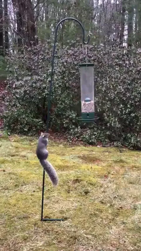 the way this squirrel is swinging on the bird feeder
