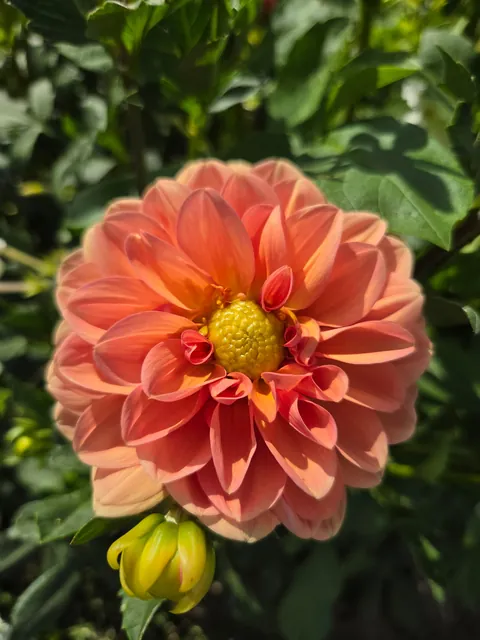 Late summer in the garden