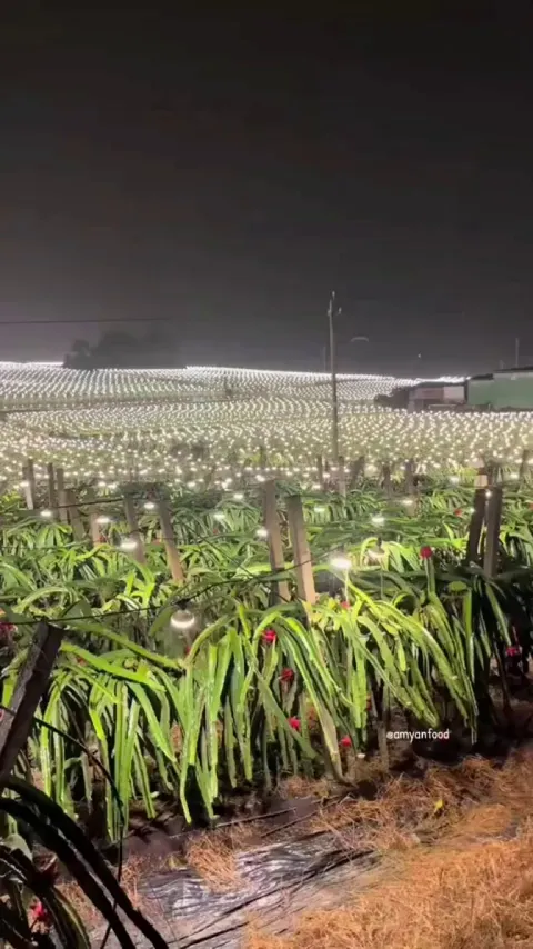 Dragon fruit farms are so luminous at night that they are visible from airplanes
