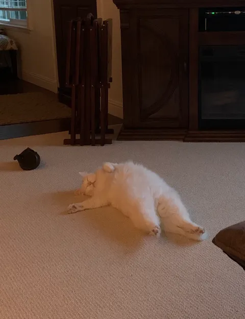 My parent’s cat being an absolute loaf