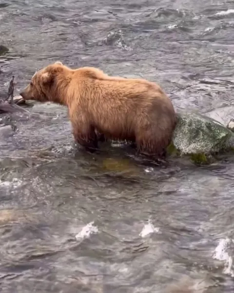 🔥Bears often use rocks or trees as part of their grooming routine to remove loose fur, dislodge parasites, or relieve itches caused by insect bites