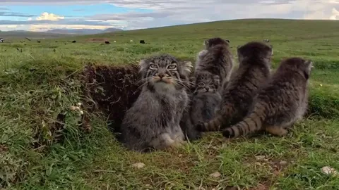 A family of wild Pallas's cats filmed in the grasslands of Qinghai Province, China, shows that they look grumpier the older they get.