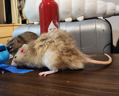 The Level of Fluff on New Zealand Angora/Fluffy Rats!