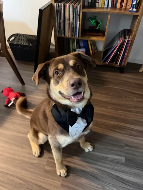 a year ago today, the dog distribution system blessed me with the goofiest and cutest boy ever