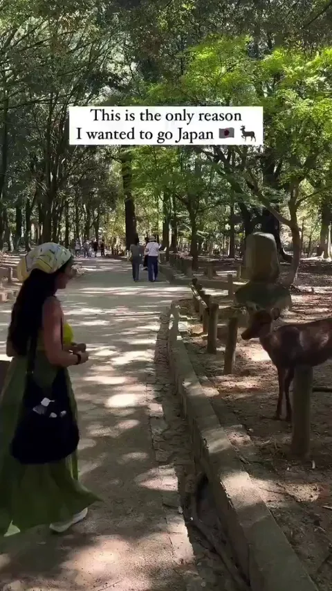 Japan's Nara deers are the most coolest thing