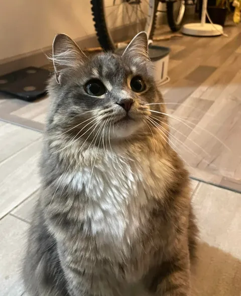 I think my cat knows she’s photogenic