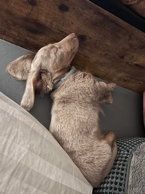 He can literally sleep in any position, anywhere