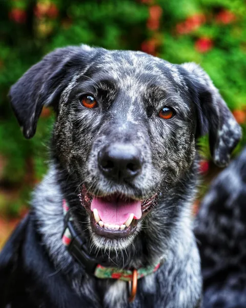 Gladys, my dog's sister. Those eyes!!