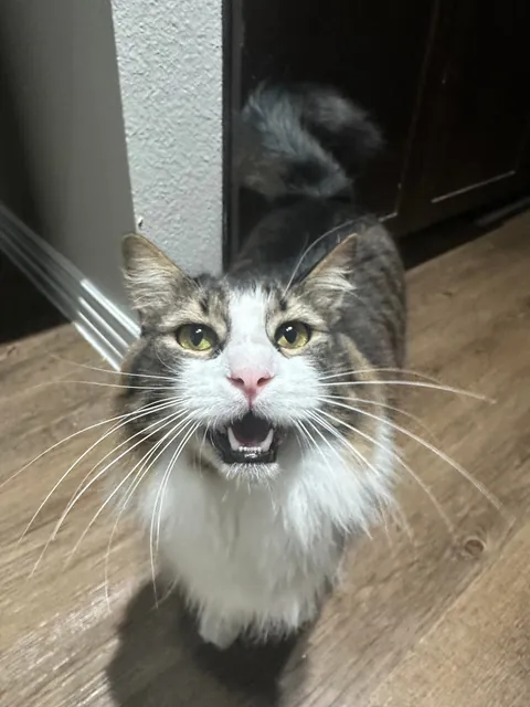 Cat distribution system got me 🖤