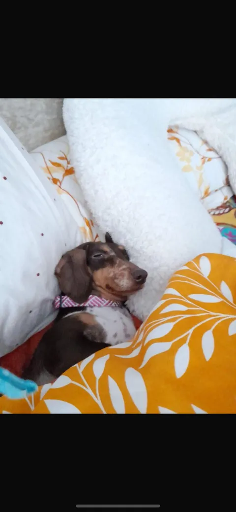 My nan has rescued this lovely , weenie , she wasn’t treated very nicely and now has won the lottery , the side eye 😂