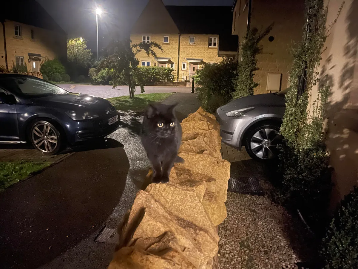 I am looking for my missing cat and a black cat has followed me to my front door. This is not my cat. Not sure what to do. It keeps rubbing against my legs and meowing very loudly every time I try to walk away