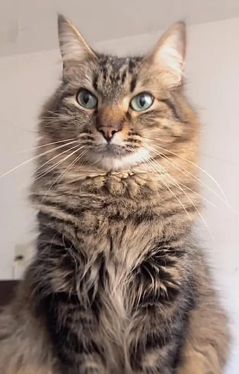 This is León. I just live in his kingdom.