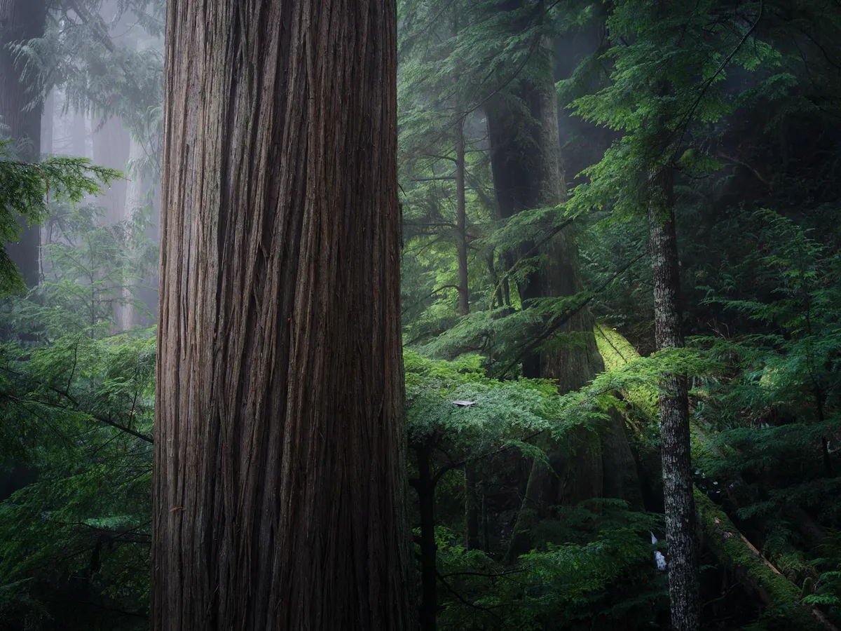 Foggy heaven today on the North Shore, BC, Canada [OC][1900x1425]