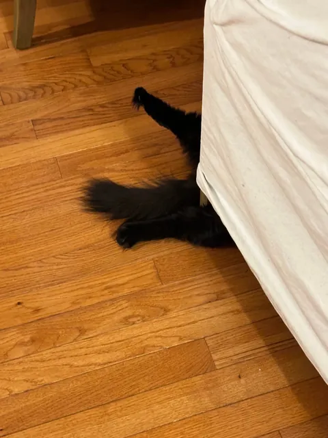 Meet Ahsoka, my brothers' cat