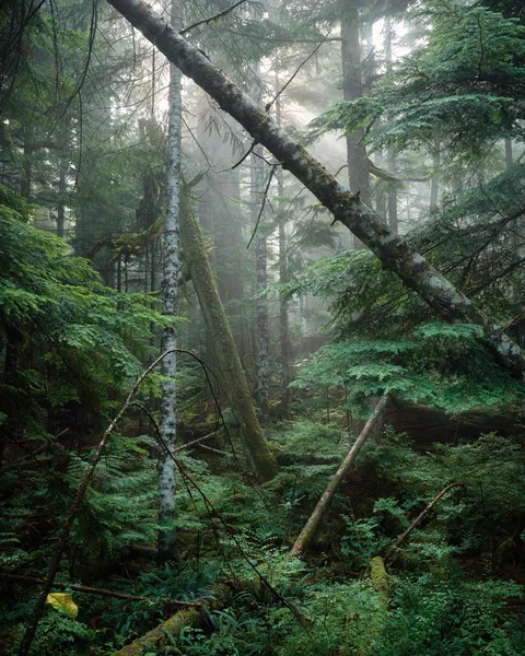 Vancouver's north shore (OC)(1520x1900)