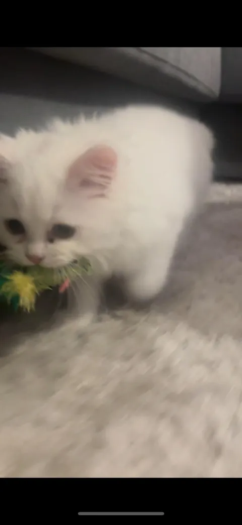 Silly kitty won’t go anywhere without his fish toy