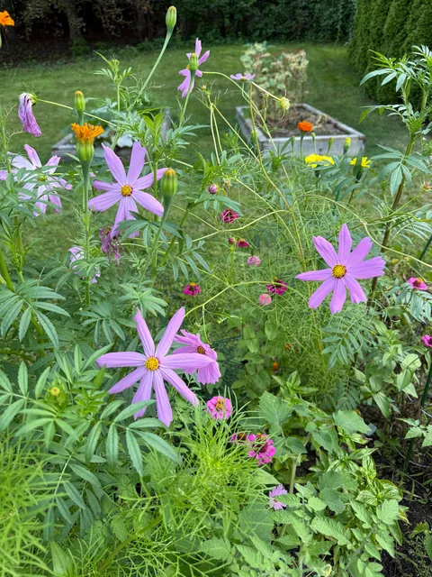My wife threw a handful of flower seeds in with our tomatoes this year.