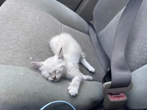 i found a cat on the side of the road..