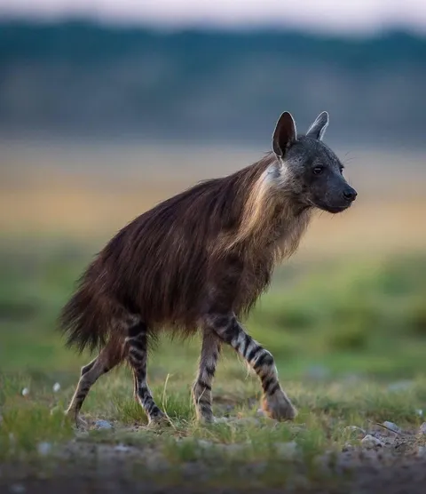 🔥The brown hyena (Hyaena brunnea), also called strandwolf. It is currently the rarest species of hyena