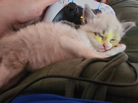 Today marks one year since I adopted Mabel. I wanted to share her Journey with you all. She's doing great!