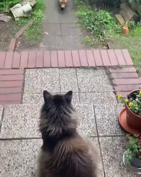 Cat catches mouse, fox takes to eat. Foxes are neighbourhood pals and they live in harmony.