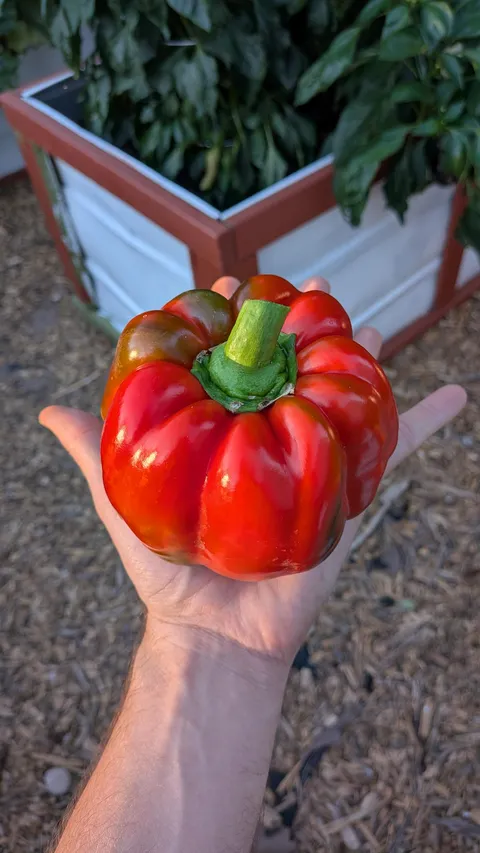 The first red bell pepper that I've ever grown.