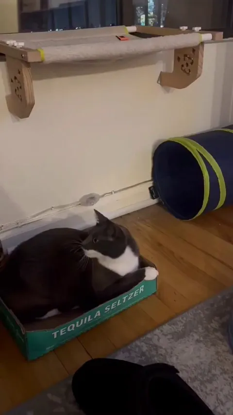 The eyes, Chico, they never lie.