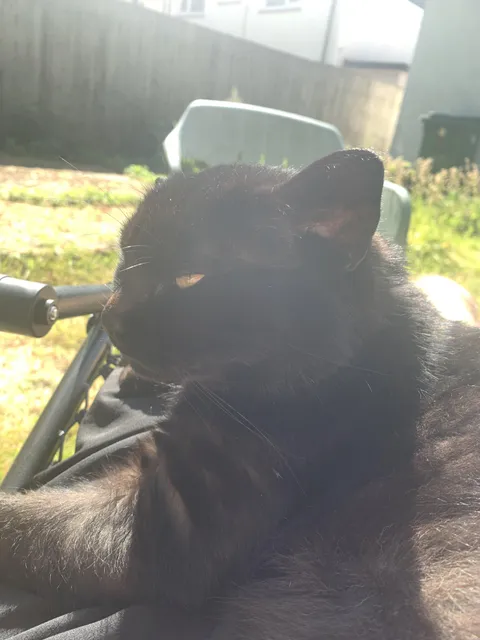 Lost our other baby today, now we have no cats left. Please share your love with me for Chas❤️🕊️