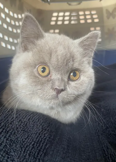 Happy first Birthday to Norman!