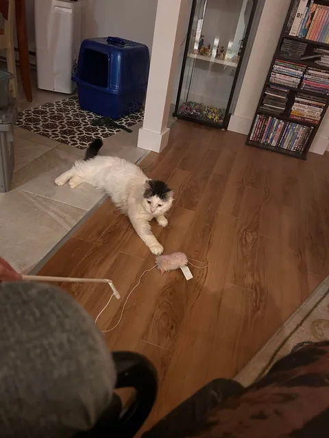 What a change 2 months can make- Foster Fail- read for a happy end 😻