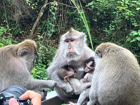 My favourite pics from 3 weeks backpacking through Indonesia last summer