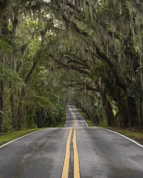 Canopy road in the American South