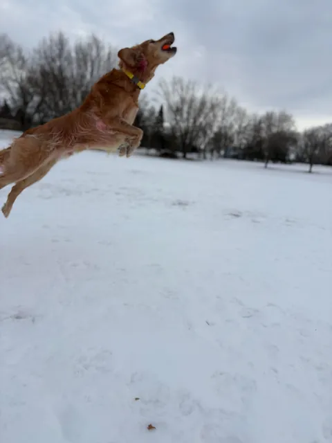 Apple is a real life air bud. Also, scroll to the end for a laugh 🤭